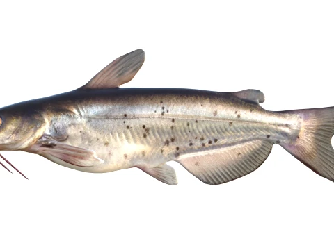 50 Fish Sea Creatures Collection v4 3D Model