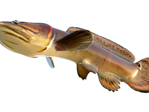 50 Fish Sea Creatures Collection v4 3D Model