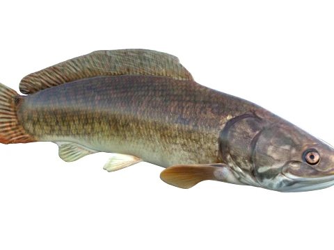 50 Fish Sea Creatures Collection v4 3D Model