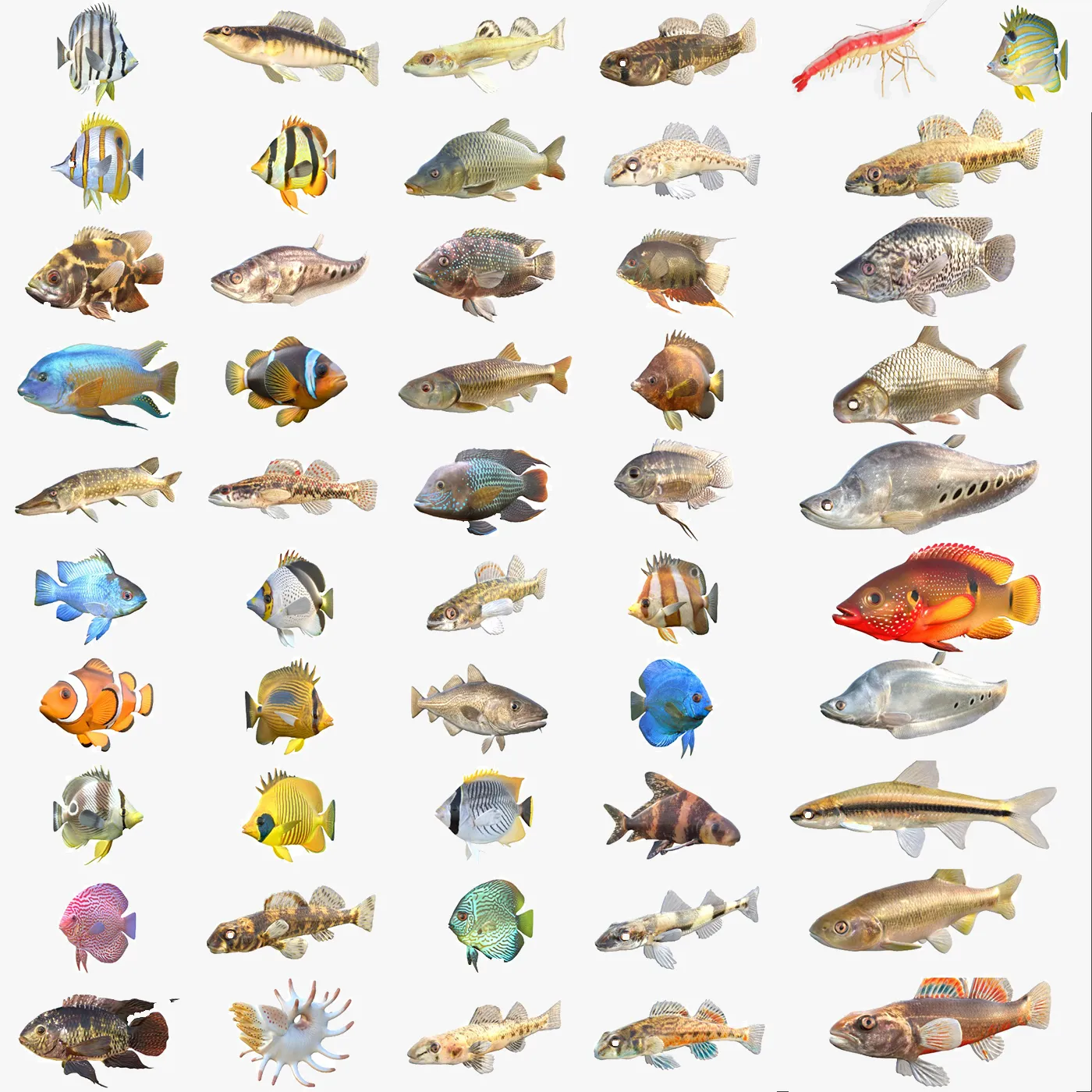 50 Fish Sea Creatures Collection v5 3D Model .c4d .max .obj .3ds .fbx .stl .blend 