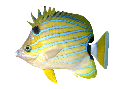 50 Fish Sea Creatures Collection v5 3D Model