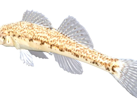 50 Fish Sea Creatures Collection v5 3D Model