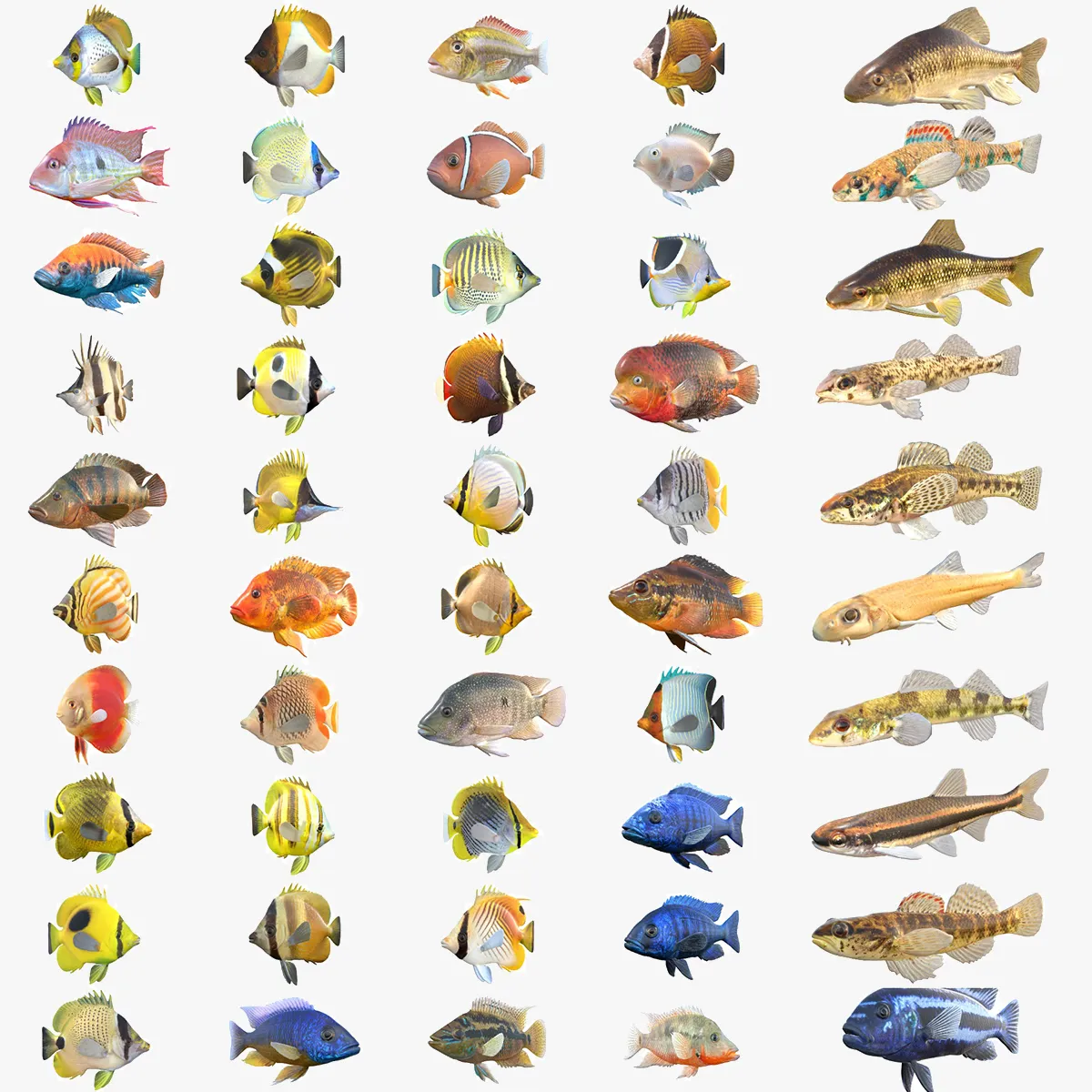 50 Fish Sea Creatures Collection v6 3D Model .c4d .max .obj .3ds .fbx .stl .blend 