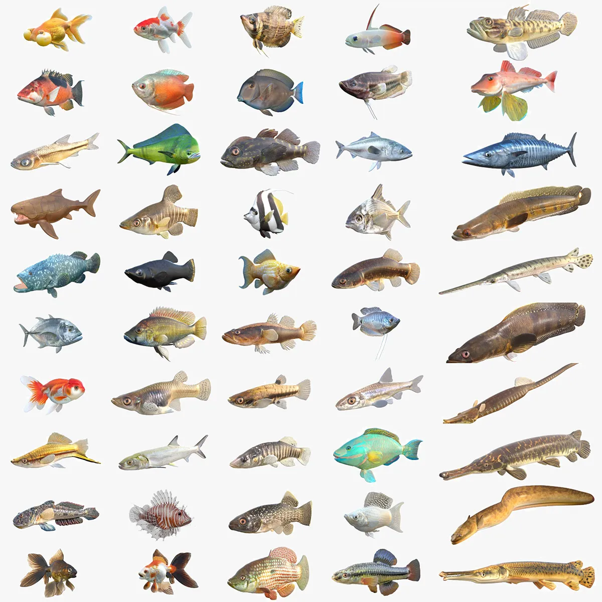 50 Fish Sea Creatures Collection v7 3D Model .c4d .max .obj .3ds .fbx .stl .blend 