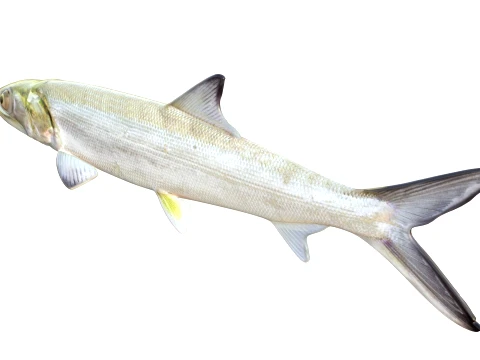 50 Fish Sea Creatures Collection v7 3D Model