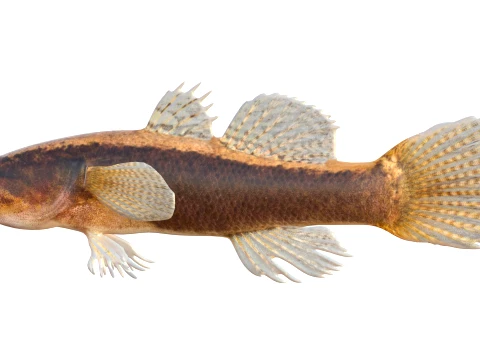 50 Fish Sea Creatures Collection v7 3D Model