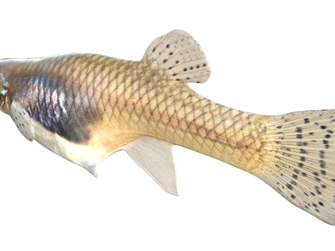 50 Fish Sea Creatures Collection v7 3D Model