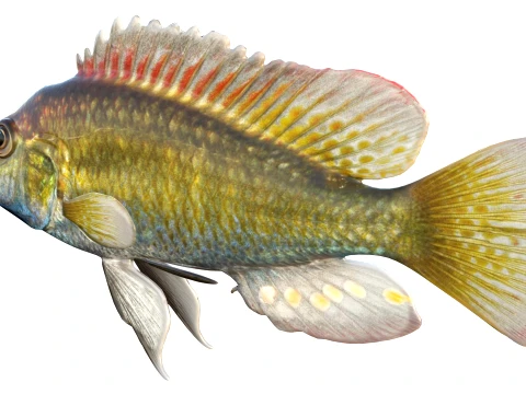 50 Fish Sea Creatures Collection v7 3D Model