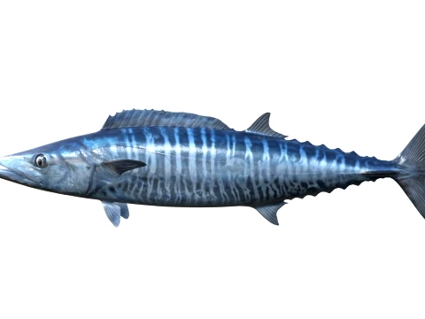 50 Fish Sea Creatures Collection v7 3D Model