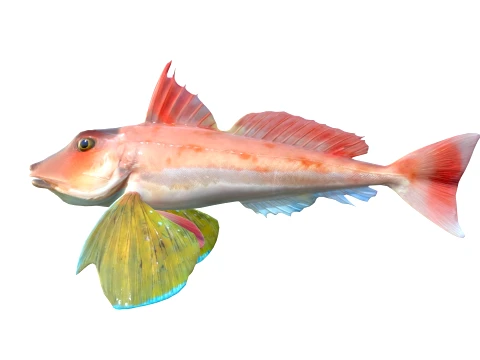 50 Fish Sea Creatures Collection v7 3D Model