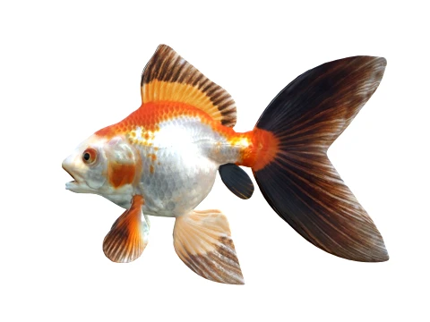 50 Fish Sea Creatures Collection v7 3D Model