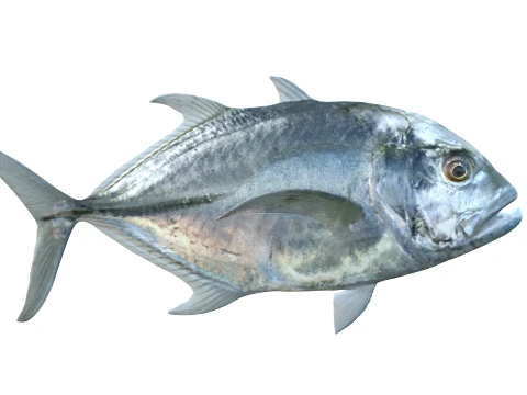 50 Fish Sea Creatures Collection v7 3D Model