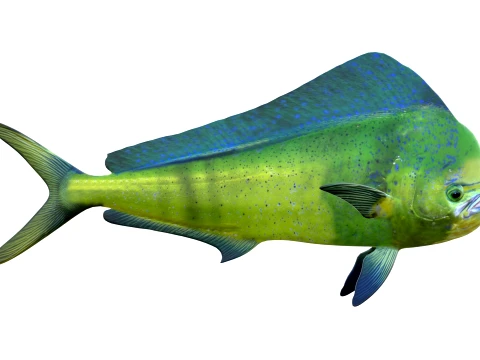 50 Fish Sea Creatures Collection v7 3D Model