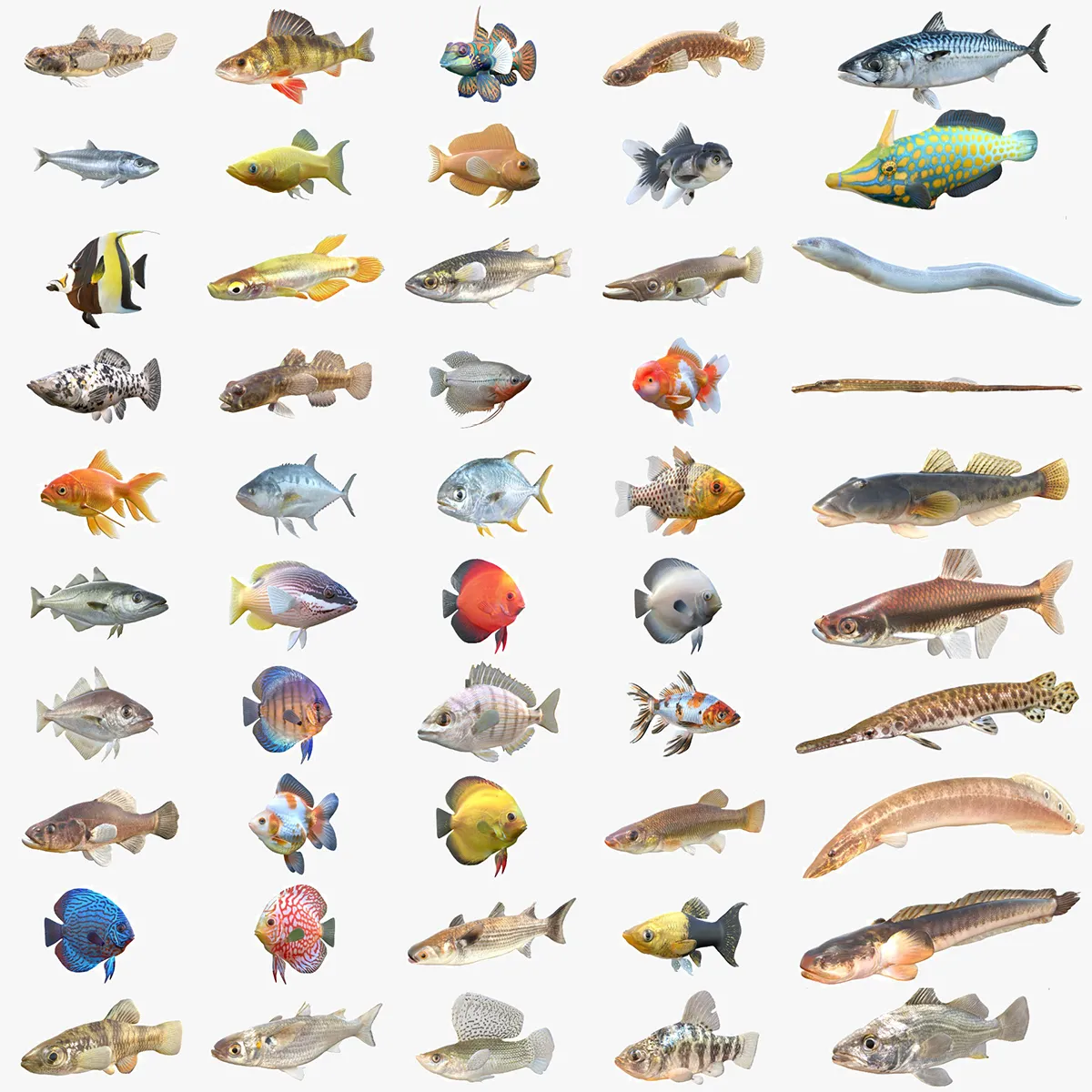 50 Fish Sea Creatures Collection v8 3D Model .c4d .max .obj .3ds .fbx .stl .blend 