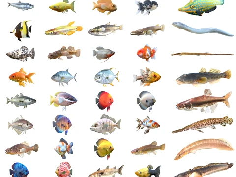 50 Fische Meeresbewohner-Sammlung v8 3D Modell