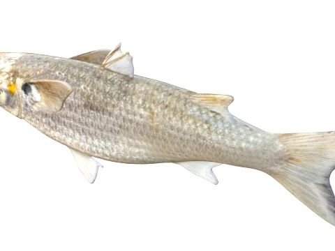 50 Fish Sea Creatures Collection v8 3D Model