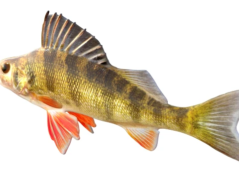 50 Fish Sea Creatures Collection v8 3D Model