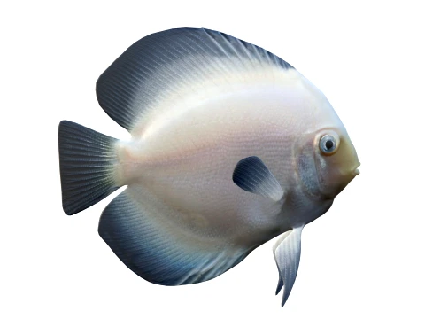 50 Fish Sea Creatures Collection v8 3D Model