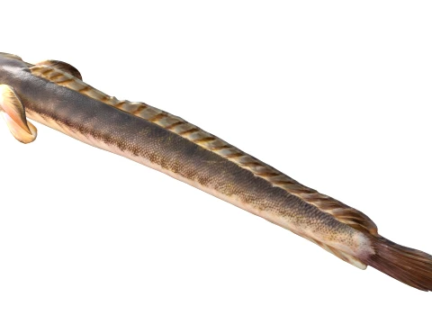 50 Fish Sea Creatures Collection v8 3D Model