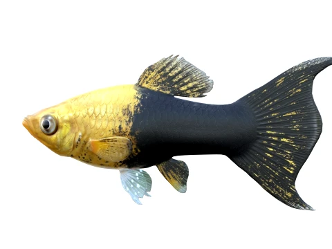 50 Fish Sea Creatures Collection v8 3D Model