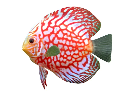50 Fish Sea Creatures Collection v8 3D Model