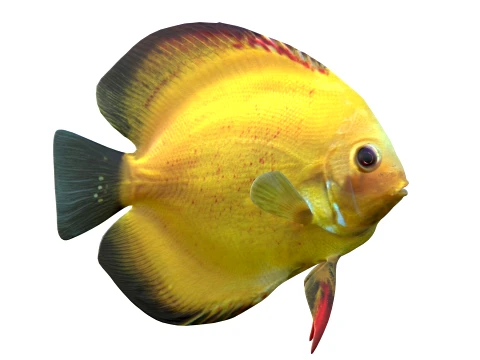 50 Fish Sea Creatures Collection v8 3D Model