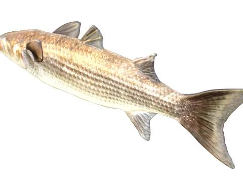 50 Fish Sea Creatures Collection v8 3D Model