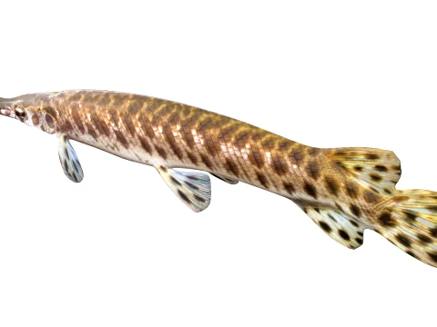 50 Fish Sea Creatures Collection v8 3D Model