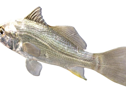 50 Fish Sea Creatures Collection v8 3D Model
