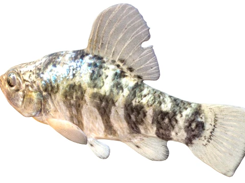50 Fish Sea Creatures Collection v8 3D Model