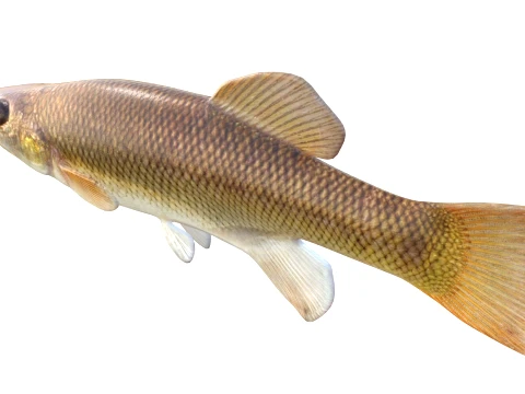 50 Fish Sea Creatures Collection v8 3D Model