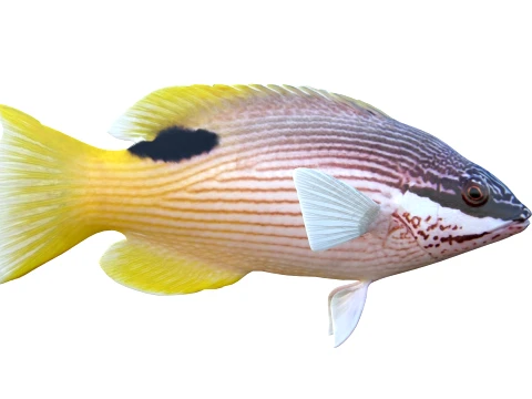 50 Fish Sea Creatures Collection v8 3D Model