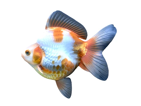 50 Fish Sea Creatures Collection v8 3D Model