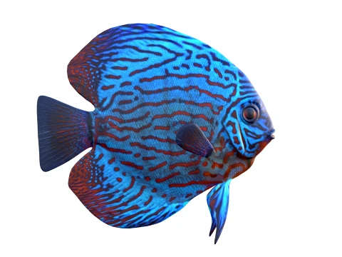 50 Fish Sea Creatures Collection v8 3D Model