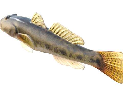 50 Fish Sea Creatures Collection v8 3D Model