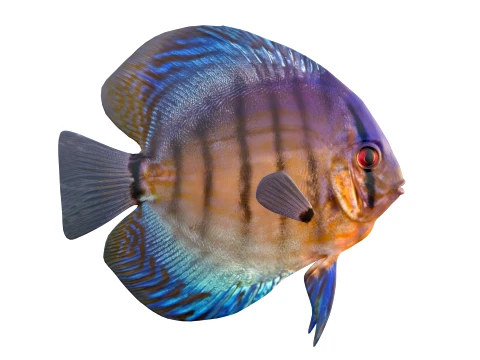 50 Fish Sea Creatures Collection v8 3D Model