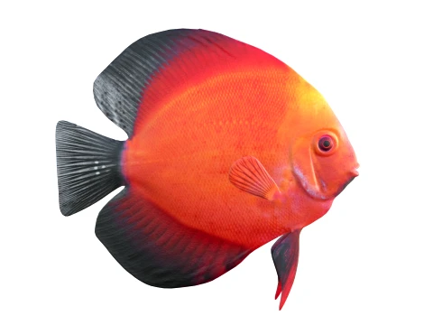 50 Fish Sea Creatures Collection v8 3D Model