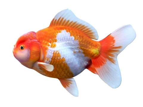 50 Fish Sea Creatures Collection v8 3D Model