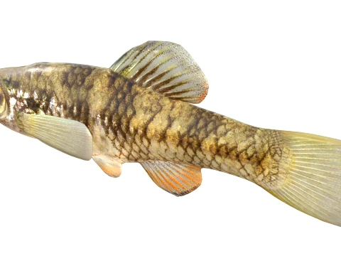 50 Fish Sea Creatures Collection v8 3D Model