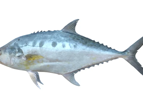 50 Fish Sea Creatures Collection v8 3D Model