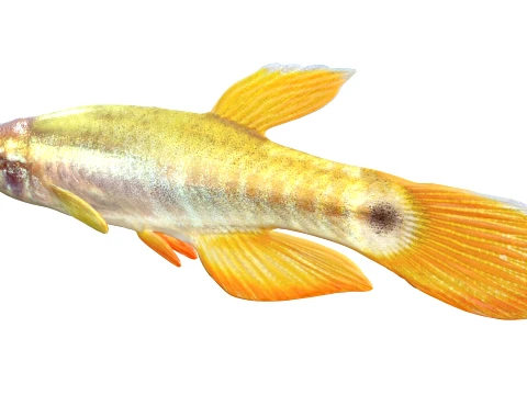 50 Fish Sea Creatures Collection v8 3D Model