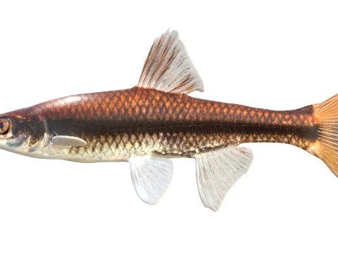 50 Fish Sea Creatures Collection v8 3D Model