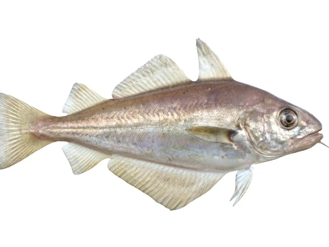 50 Fish Sea Creatures Collection v8 3D Model