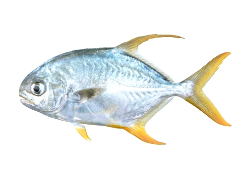 50 Fish Sea Creatures Collection v8 3D Model