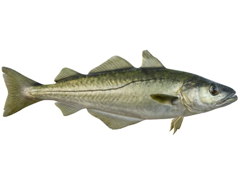 50 Fish Sea Creatures Collection v8 3D Model