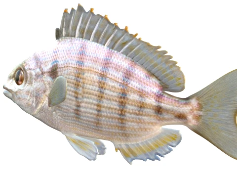 50 Fish Sea Creatures Collection v8 3D Model