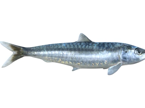 50 Fish Sea Creatures Collection v8 3D Model