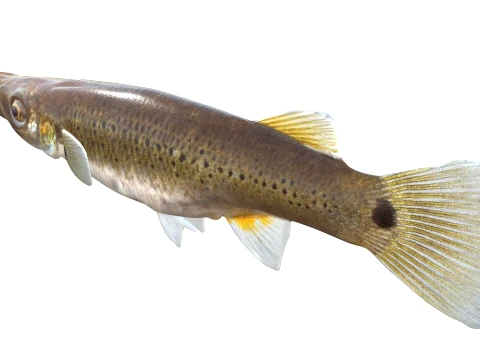 50 Fish Sea Creatures Collection v8 3D Model