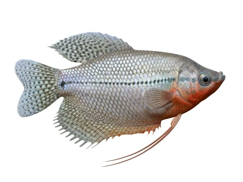 50 Fish Sea Creatures Collection v8 3D Model