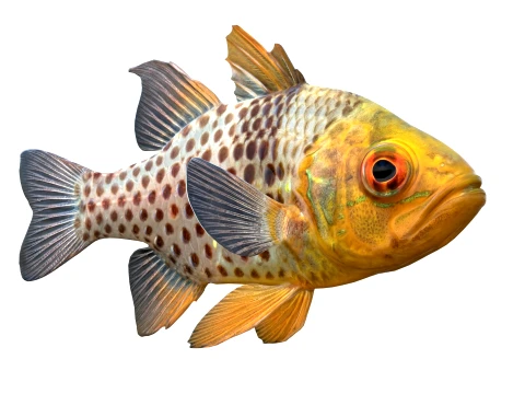 50 Fish Sea Creatures Collection v8 3D Model